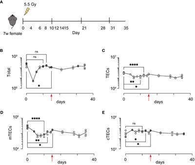 Acute irradiation causes a long-term disturbance in the heterogeneity and gene expression profile of medullary thymic epithelial cells